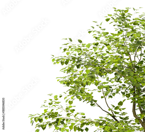Tree branch isolated on transparent background. Large tree branch green leaves isolated on transparent background. Plant or tree leaves isolated on white background. Tree foliage PNG. Plant leaves PNG