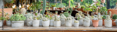 Wide panoramic view of a cactus and succulent garden collection in white concrete pots. Beautiful variety of desert plants displayed on a shelf in a greenhouse nursery.