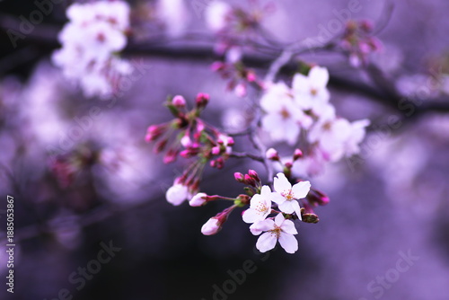 桜の花のある風景