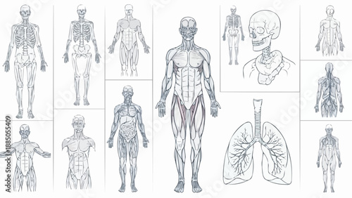 Human Anatomy Muscular System and Skeletal System Illustrations.