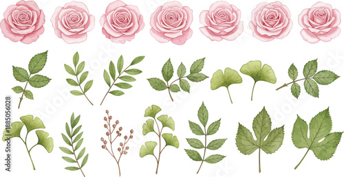 Watercolor illustration of pink roses and various green leaves on white background