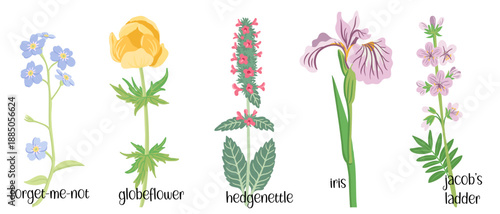 vector drawing set of wild flowers, flowering plants at white background, floral elements, hand drawn botanical illustration