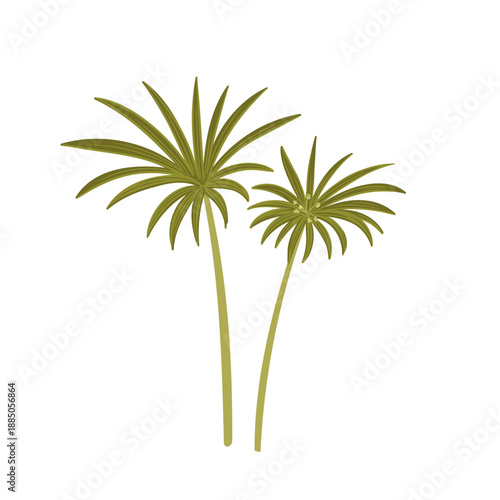 umbrella papyrus, vector drawing wild plant at white background, Cyperus alternifolius,floral element, hand drawn botanical illustration