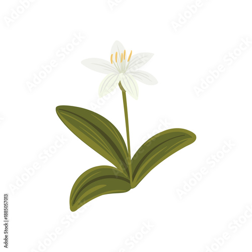 bride's bonnet, queen's cup, bead lily flower, Clintonia uniflora, vector drawing wild plant at white background, floral element, hand drawn botanical illustration