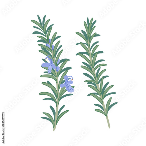 rosemary flower, Rosmarinus officinalis, vector drawing wild plant at white background, floral element, hand drawn botanical illustration