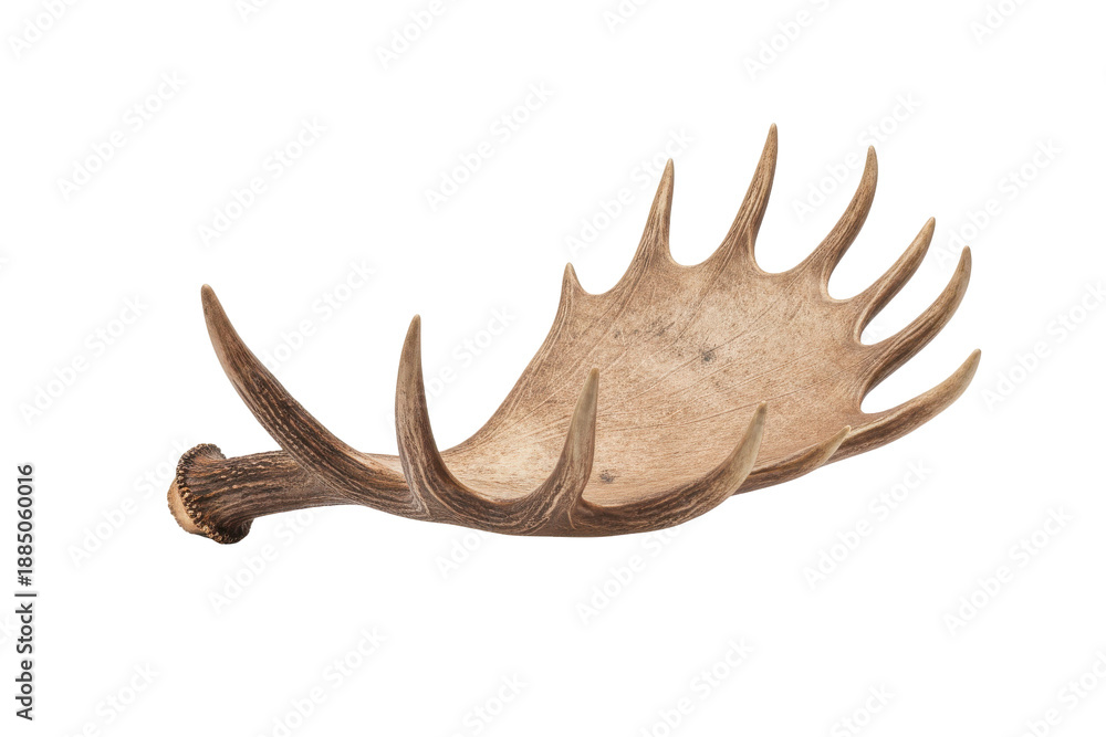 Fototapeta premium Majestic Moose Antler on White Background - Wildlife Symbol