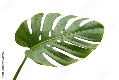 Monstera Deliciosa Leaf with Water Droplets - Tropical Plant Beauty