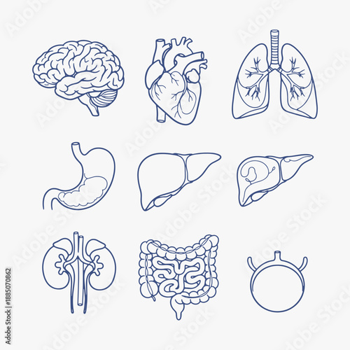 Set of flat design Human internal organs icons.