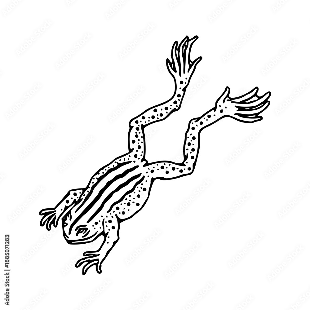 Obraz premium vintage style frog sketch with spotted pattern and stripes