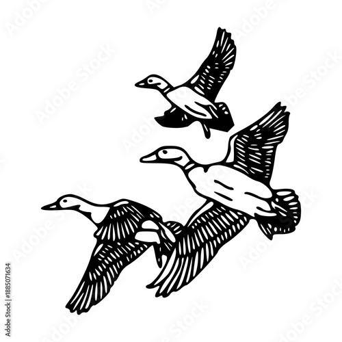 wild ducks migration sketch isolated on white background