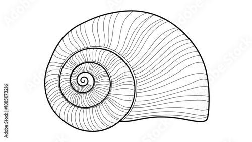 Intricate black and white line drawing of a spiral snail shell showing detailed circular patterns on a white background.
