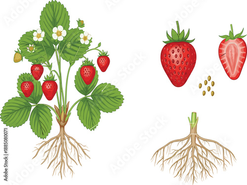 Botanical illustration of strawberry plant with roots, leaves, flowers, and fruit anatomy for educational, scientific, and agricultural design use