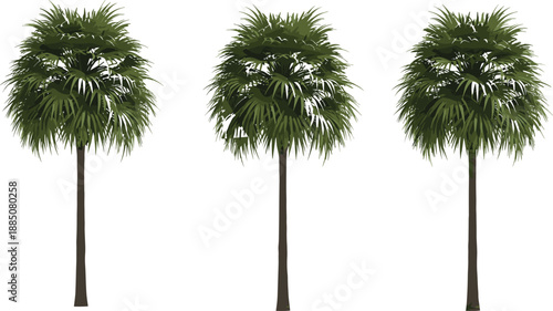 Three realistic tropical palm trees with dense green fronds and tall slender trunks isolated on a white background vector illustration