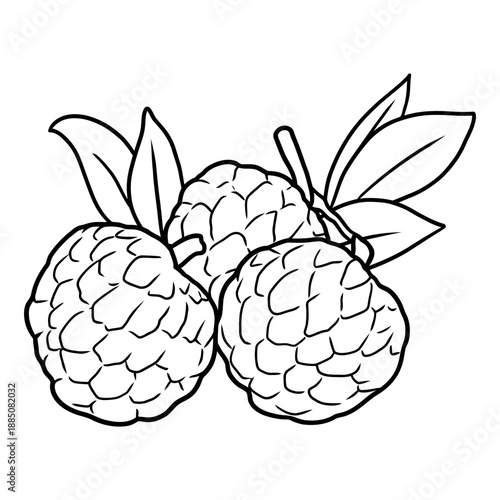 black lineart fruit in white background custard apple