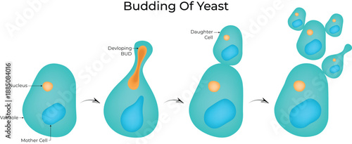 Stages of Yeast Budding Process