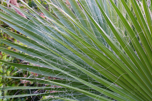 Tableau sur toile Natural green background. A leaf of a palm tree close-up.