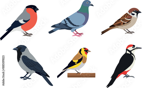 Bird illustration set with sparrow pigeon bullfinch woodpecker crow and goldfinch for wildlife design, nature education, field guides, and flat vector art