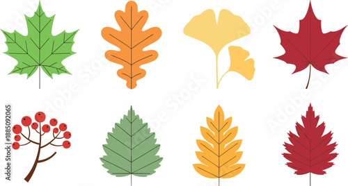 Autumn fall leaf illustration set with maple oak ginkgo and berry branches for seasonal decoration, nature design, and flat vector art