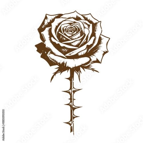 Drawing Vintage grunge  texture Brown rose illustration with thorns on stem and white background