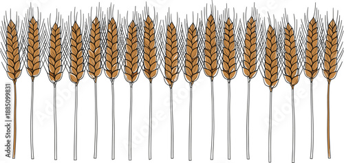 Golden wheat ears vector illustration set in hand drawn style for bakery harvest flour production and organic agriculture design