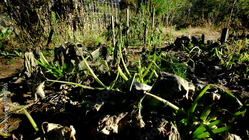 Close up shot of withered zucchini plant and moving camera away showing more plant dying after first frost killed crops