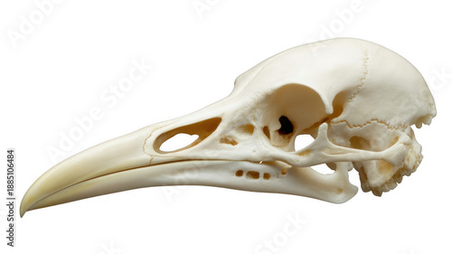 White bird skull white skull isolated on a transparent background
