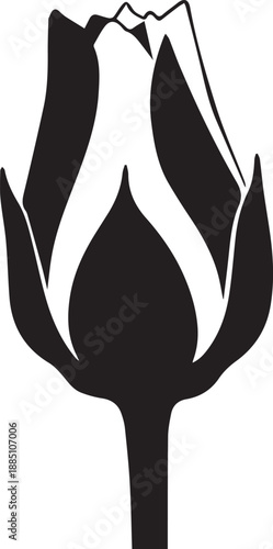 Budding flower or tulip blossom opening up symbolizing new life growth and natural beauty vector