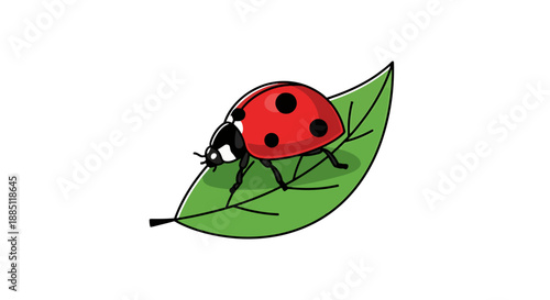 Bright Red Ladybug With Black Spots Crawls Across a Vibrant Green Leaf Isolated on a White Background