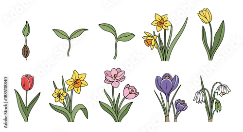 Stages of Botanical Growth from Seed to Blooming Spring Flowers Tulip Daffodil Crocus Snowdrop Isolated on White Background