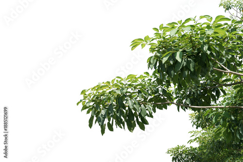 branch leaves or green leaf isolated. Tree Leaf Frame