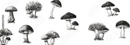 A pattern of mushrooms and toadstools, designed in the style of an ink drawing