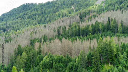Woods destroyed by the European spruce bark beetle, whose scientific name is Ips typographus, the beetle that is ravaging the forests. Italian Alps