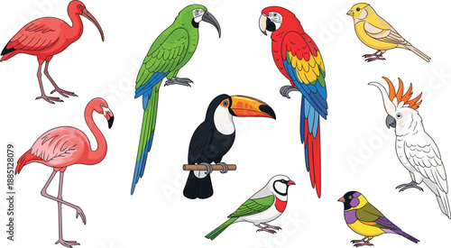 Colorful birds, cartoon illustration, exotic species, tropical plumage, parrot drawing, finch artwork, toucan clipart, flamingo design, avian diversity, bird collection, educational art