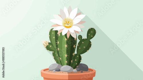 A green cactus with a large white flower and buds in a pot