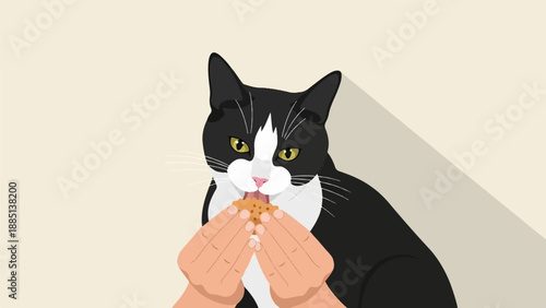 A black and white cat is being fed a cookie by hands
