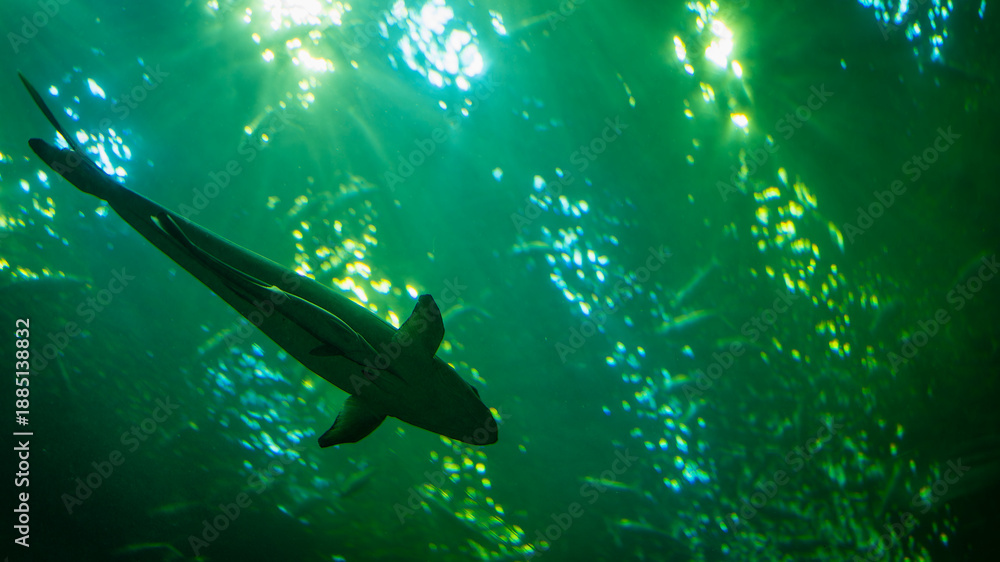 Fototapeta premium Underwater view of shark swimming in deep green ocean with light rays, representing marine wildlife, ocean predator, natural power, mystery, strength, and aquatic ecosystem concept.