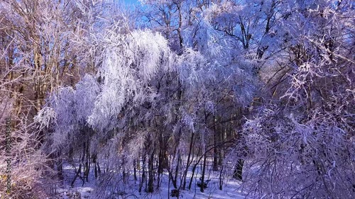 Aerial view of crystal frost-covered trees in Dobrovat Forest, Romania