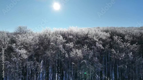 Aerial view of crystal frost-covered trees in Dobrovat Forest, Romania