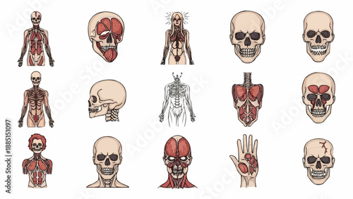 Human Anatomy Medical Illustrations Collection.