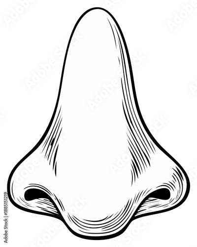 Illustration of a Nose, Etched Style, Isolated on White, Anatomy