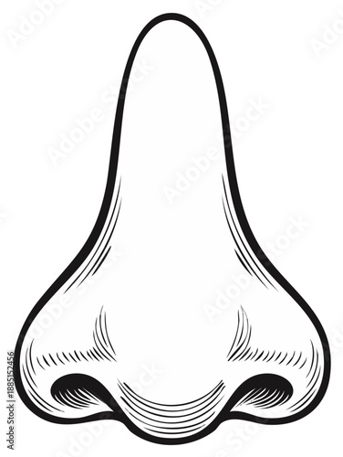 Close-up illustration of a human nose with shading and contour lines