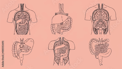 Human Anatomy Diagrams of Torso Organs and Systems.
