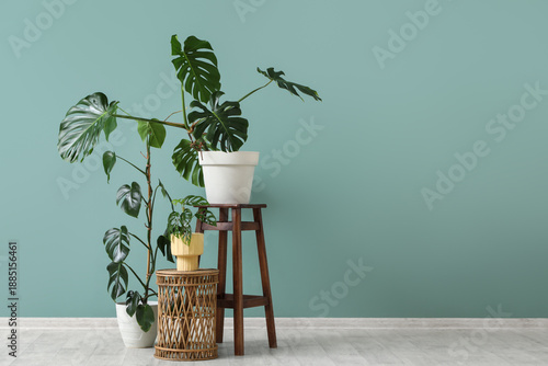 Pots with tropical Monstera...