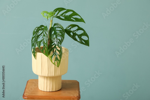 Pot with tropical Monstera ...