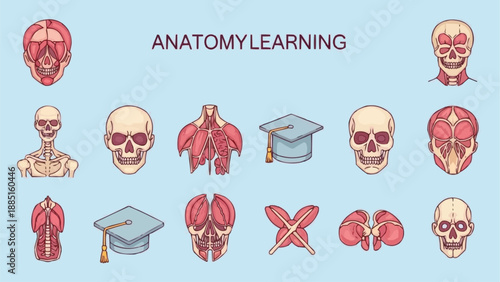 Human Anatomy Illustrations Set Medical Education Icons.