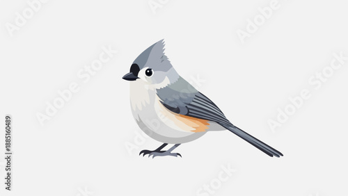 A small crested bird with gray, white, and orange plumage stands on light gray ground