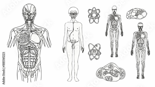 Human Anatomy and Cellular Structures Illustration.