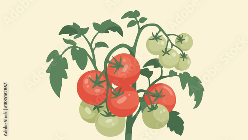 A plant with ripening tomatoes, some red, some green, with leaves