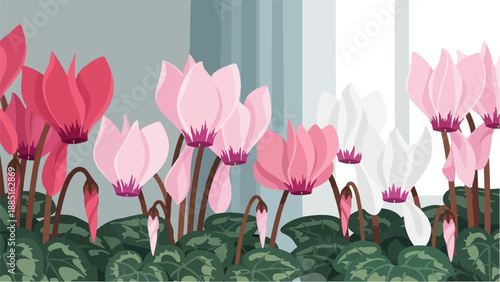 Wallpaper Mural A row of blooming cyclamen flowers in shades of pink and white Torontodigital.ca