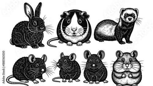 lack and white vintage engraving illustration collection of rabbit guinea pig ferret and hamsters isolated on white background for design.